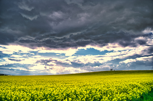 Sunlight makes a canola field glow golden while a storm front passes over it.