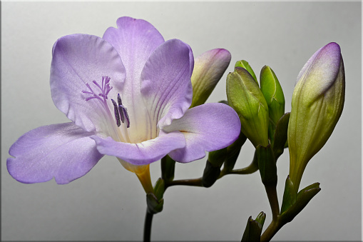 A double stem of lilac Freesia taken against a graduated light background. Fully focussed with clear details of the main flower stamens and pistil.