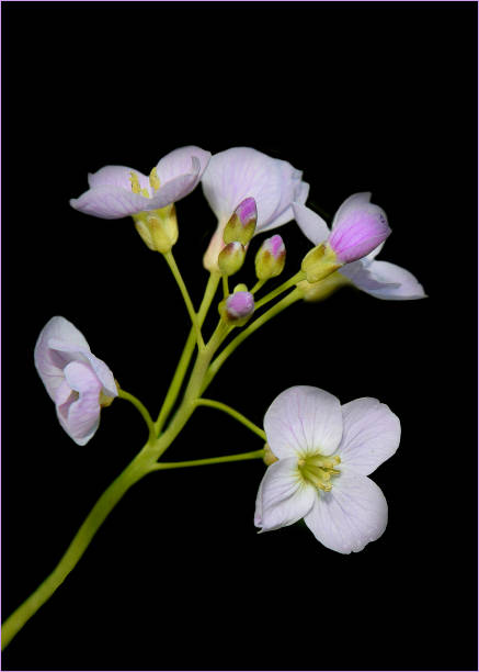 istock Cuckoo Flower. Cardamine pratensis. 1367865833