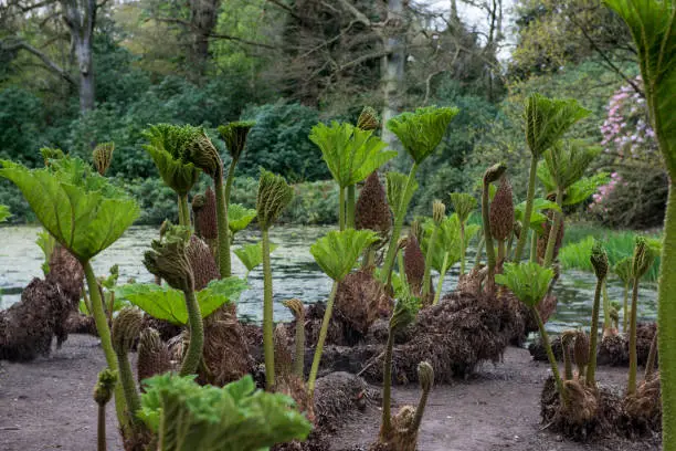 Young shoots of Gunnera manicata growing near water against a background of trees. The tallest shoots are over 1 metre tall in the photograph. They will grown to roughly 2.5 metres. Commonly known as Brazilian Giant Rhubarb.