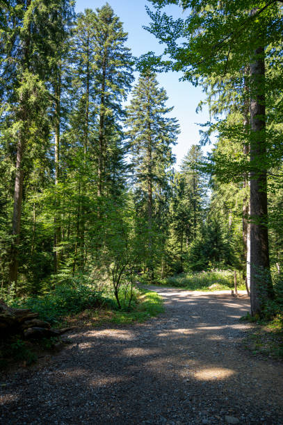 istock A beautiful shot of a forest during the day 1367866263