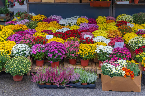 istock Flowers Market Autumn 1367867371