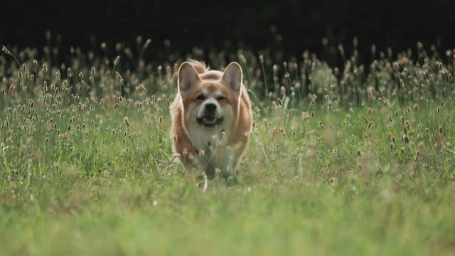 Cute playful Welsh Corgi dog running with a ball in mouth
