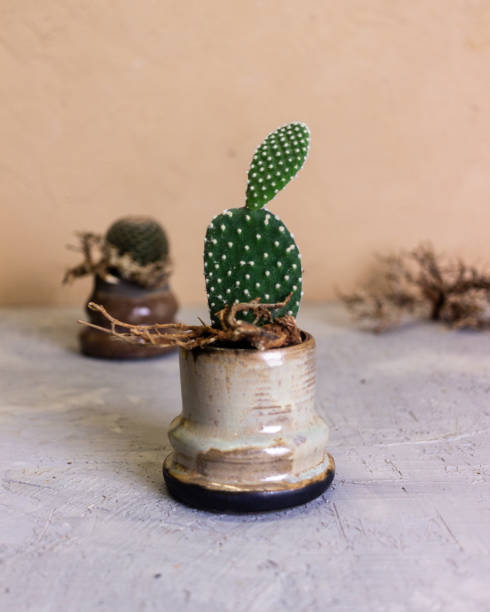istock Compositions with cacti and succulents 1367867606