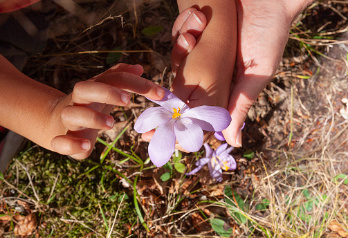 manos con flores. photo