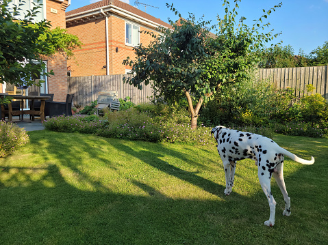 English back garden in the middle of summer with a Dalmatian dog on the lawn,