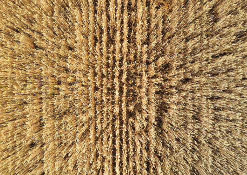 The drone point of view over a wheat field gives an abstract view of the seed.
