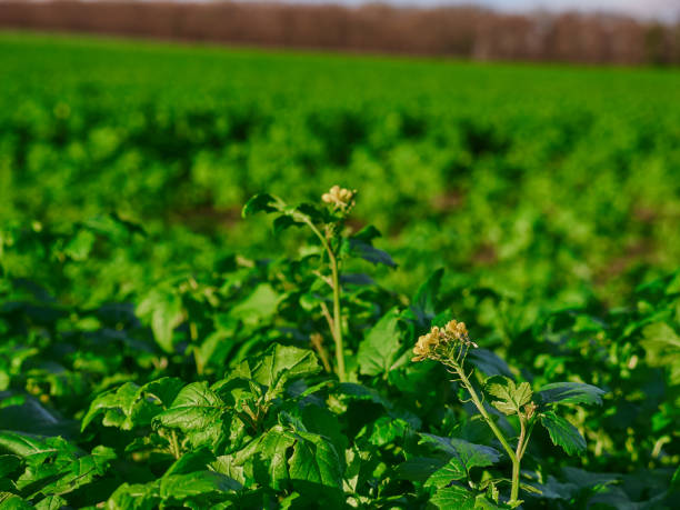 istock Young fresh rapeseed plants with few flowers 1367869786