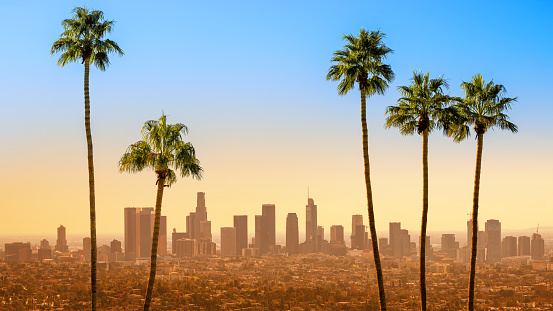 Palm trees and blue sky background, California, United States.