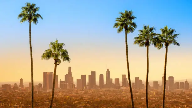 tghe skyline of los angeles with palm trees