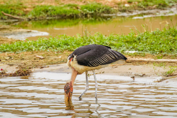 Marabou stork (Leptoptilos crumeniferus), Queen Elizabeth National Park, Uganda.  Horizontal.