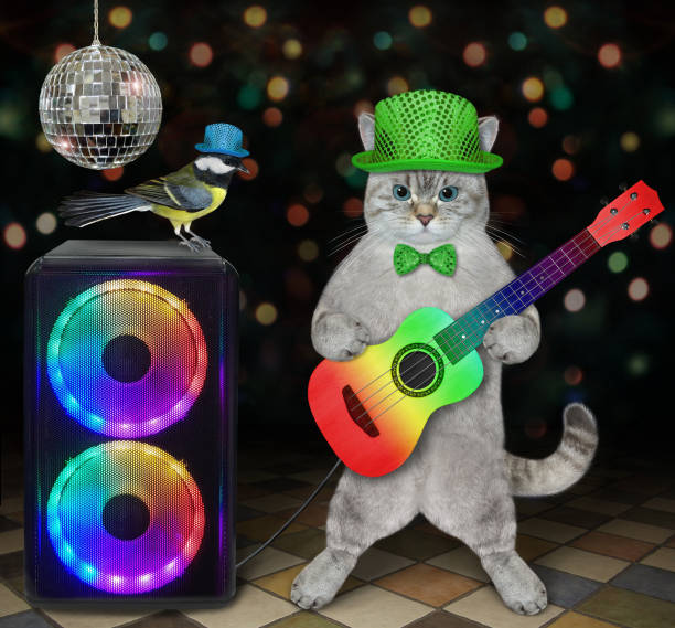 istock Cat ashen plays acoustic guitar on stage 2 1367875641