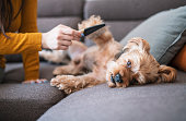 Female pet owner combing terrier dog at home.