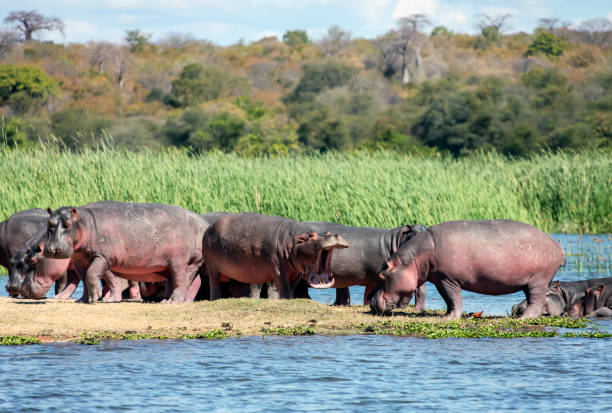 istock Herd of wild African hippos is resting on river island. 1367876119