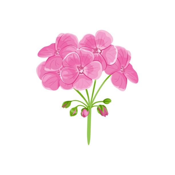 ilustraciones, imágenes clip art, dibujos animados e iconos de stock de geranio aislado sobre fondo blanco. flor de jardín rosa. ilustración vectorial en estilo plano de dibujos animados. icono floral. - geranium flower pink leaf