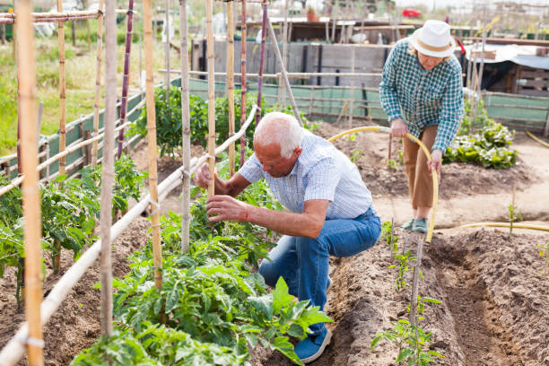 istock Senior man working with tomatoes seedlings, woman is  watering 1367876482