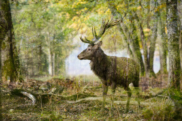 double exposure of a deer in a forest landscape - animal double exposure bildbanksfoton och bilder