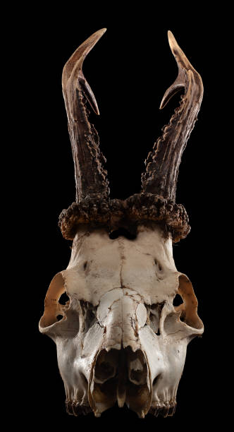 istock Skull of a roe deer goat. 1367877730