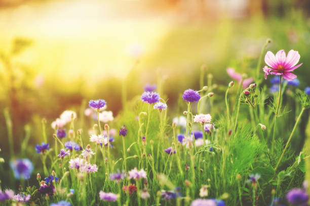istock Spring background with vibrant wildflowers growing in warm sunlight with copy space 1367878490
