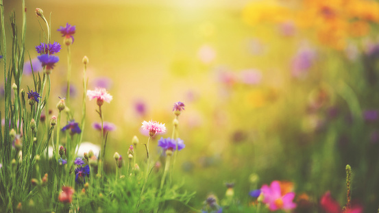 Spring background with vibrant wildflowers growing in warm sunlight with copy space