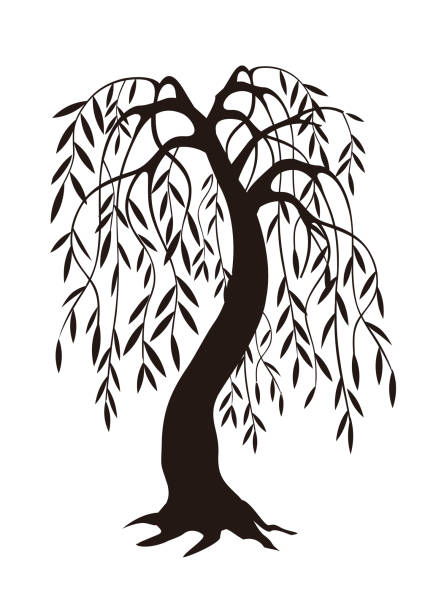 ilustrações de stock, clip art, desenhos animados e ícones de weeping willow tree, black silhouette. - willow tree weeping willow tree isolated