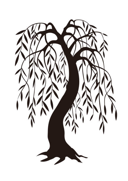 плакучая ива, черный силуэт. - willow tree weeping willow tree isolated stock illustrations