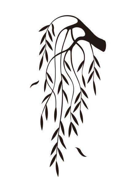 Weeping Willow tree branch silhouette. Illustration of melancholy motive. Isolated on white background. Vector available. weeping willow stock illustrations