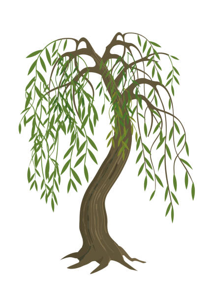 Weeping Willow tree. Weeping Willow tree. Colorful Illustration of melancholy tree motive. Isolated on white background. Vector available. weeping willow stock illustrations