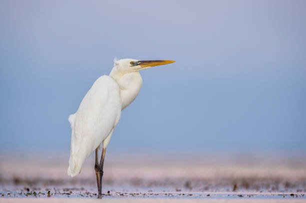 istock The great egret , also known as the common egret, large egret, or great white egret or great white heron. Scientific name: Ardea alba. Natural Habitat.  Cuba. 1367880425