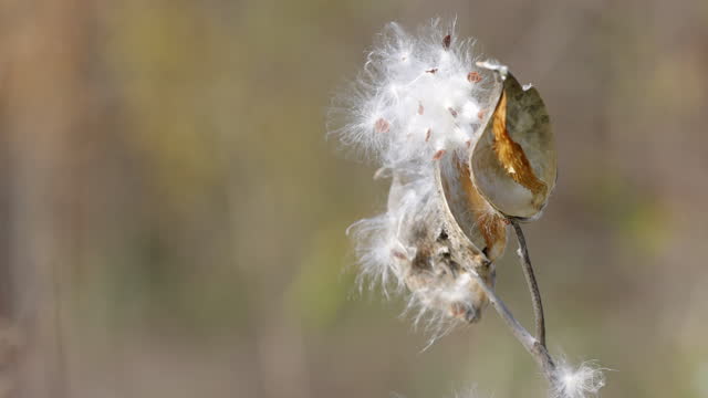 A milkweed plant blooming in autumn