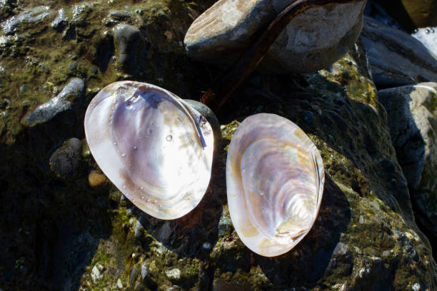 margaritifera – rodzaj małży z rzędu unionoida z rodziny margaritiferidae. polerowana opalizującą masą perłową. brązowy, beżowy. - freshwater pearl zdjęcia i obrazy z banku zdjęć