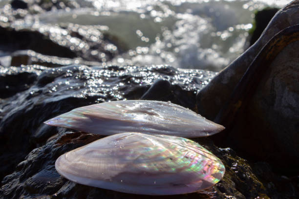 margaritifera is a genus of bivalve mollusks from the unionoida order of the margaritiferidae family, freshwater pearl mussels. polished with iridescent mother-of-pearl. brown, beige. - freshwater pearl imagens e fotografias de stock