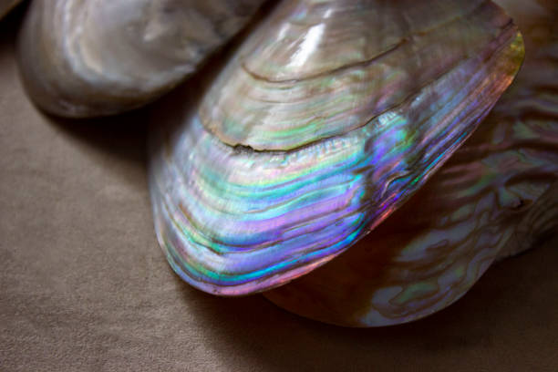 an iridescent shimmer of blue on a margaritifera mother-of-pearl shell. clams of freshwater pearl mussels. beautiful refraction of light. illusion. decay of light into a spectrum. - freshwater pearl imagens e fotografias de stock