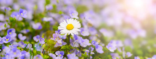 istock panoramic scene with daisies flowers and sunbeam 1367881925