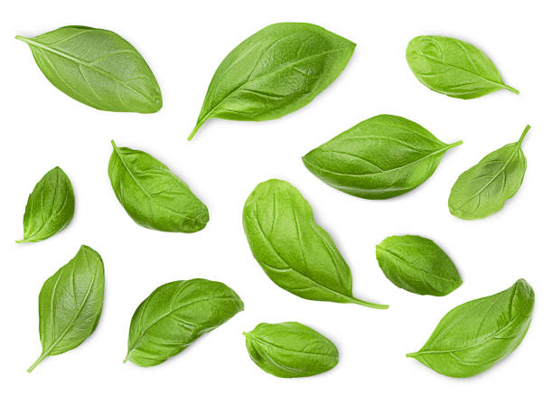 istock collection of  basil leaves 1367882880