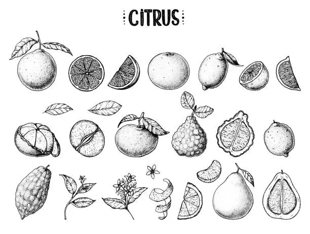 Vector illustration of Citrus hand drawn vector illustration. Sketches for design. Black and white. Hand drawn sketch. Grapefruit, orange, mandarine, pomelo, bergamot, citron, lemon, tangerine, clementine, lime illustration.