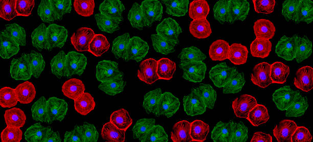 Gene edited pig cells for xenotransplant into humans llustrative concept of fluorescent DNA in gene edited pig and human cells for xenotransplant into humans. Xenotransplantation, implanting organs from one species to another is a growing field and scientific advances could help address organ transplant shortages crispr photos stock pictures, royalty-free photos & images