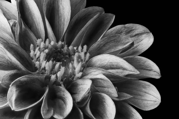 istock Flowers on a black background monochrome image. 1367884838