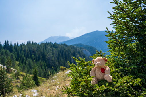 Teddy bear in the middle in the mountain.