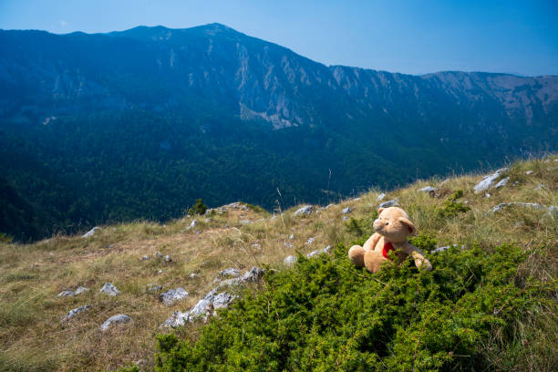 Teddy bear in the middle in the mountain.