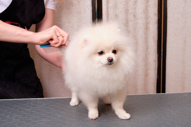 istock Women's hands with scissors cut a Pomeranian breed dog on a grooming table 1367886104