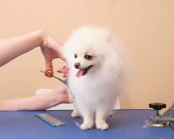 istock Women's hands with scissors cut a Pomeranian breed dog on a grooming table 1367886113