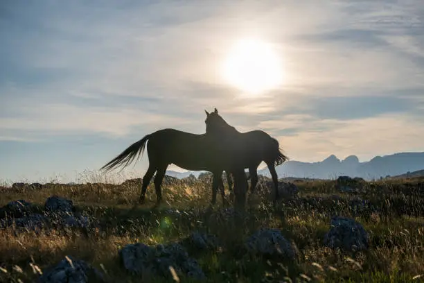 Photo of Horses playing in the meadow.