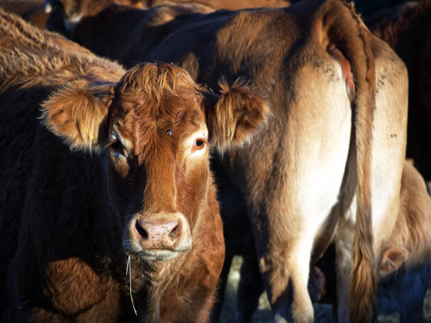 istock Portrait of a cow 1367886905