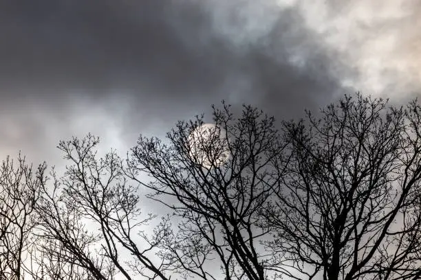 Photo of Bare tree branches in front of the sun