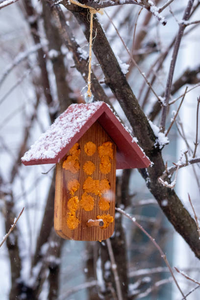 istock Wild bird feeder with snow covered branches 1367887303