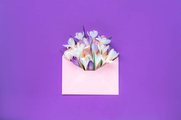 istock Pink paper envelope with crocus flowers on purple background. Top view, flat lay, copy space. Spring concept 1367887394