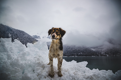 a hunting dog stands on the snow in the mountains.