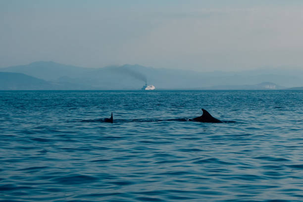 two dolphins and a dirty cruise ship two dolphins off the coast of sardinia. in the background you can see a large cruise ship that emits a lot of smoke and co2. the picture shows how we humans disturb this beautiful idyllic scene and pollute the planet and the sea cetacea stock pictures, royalty-free photos & images