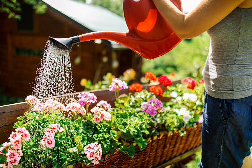 Mature woman using can for watering beautiful flowers in garden.